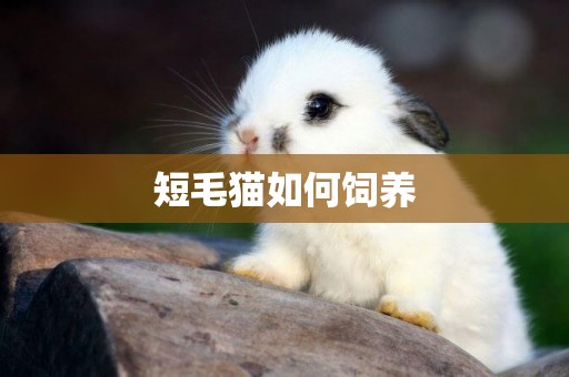 短毛貓如何飼養