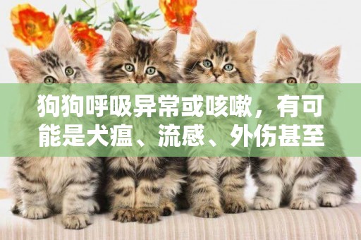 狗狗呼吸異常或咳嗽，有可能是犬瘟、流感、外傷甚至癌癥 