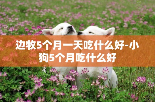 邊牧5個月一天吃什么好-小狗5個月吃什么好