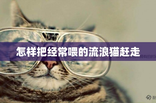 怎樣把經常喂的流浪貓趕走