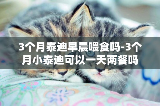 3個月泰迪早晨喂食嗎-3個月小泰迪可以一天兩餐嗎