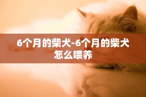 6個月的柴犬-6個月的柴犬怎么喂養