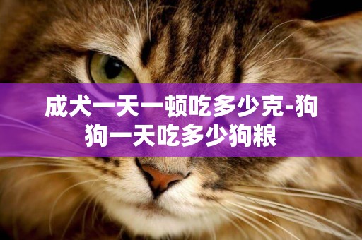 成犬一天一頓吃多少克-狗狗一天吃多少狗糧