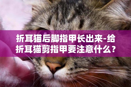 折耳貓后腳指甲長出來-給折耳貓剪指甲要注意什么？