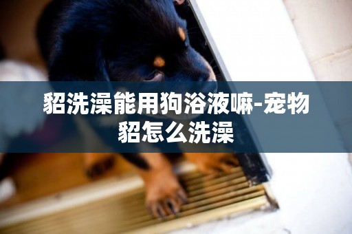 貂洗澡能用狗浴液嘛-寵物貂怎么洗澡