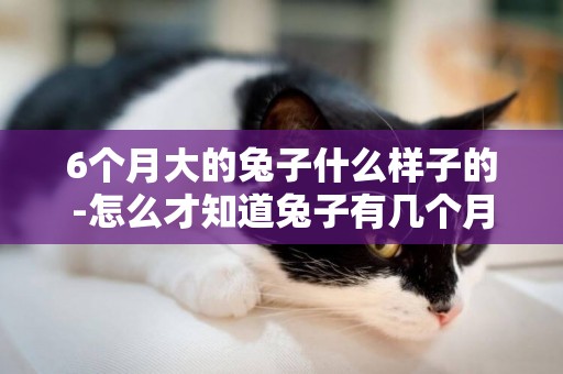 6個月大的兔子什么樣子的-怎么才知道兔子有幾個月大？是普通的家兔