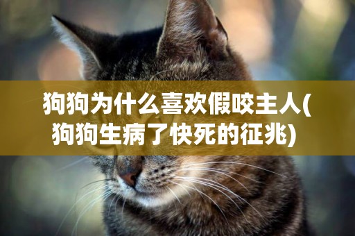 狗狗為什么喜歡假咬主人(狗狗生病了快死的征兆) 