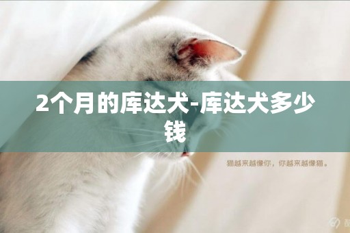 2個月的庫達犬-庫達犬多少錢