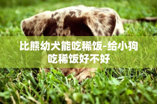 比熊幼犬能吃稀飯-給小狗吃稀飯好不好