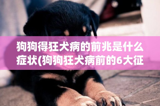 狗狗得狂犬病的前兆是什么癥狀(狗狗狂犬病前的6大征兆主人不容忽視) 