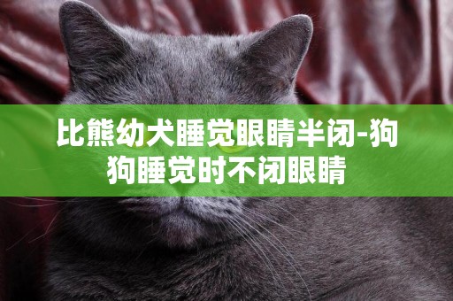 比熊幼犬睡覺眼睛半閉-狗狗睡覺時不閉眼睛