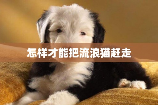 怎樣才能把流浪貓趕走