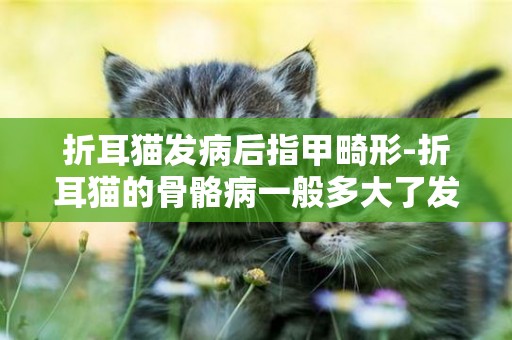 折耳貓發病后指甲畸形-折耳貓的骨骼病一般多大了發病