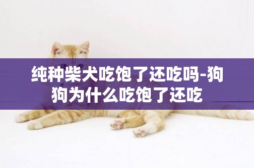 純種柴犬吃飽了還吃嗎-狗狗為什么吃飽了還吃