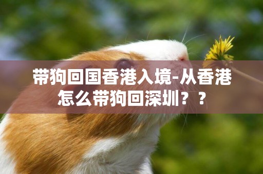 帶狗回國香港入境-從香港怎么帶狗回深圳？？