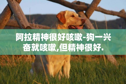 阿拉精神很好咳嗽-狗一興奮就咳嗽,但精神很好.