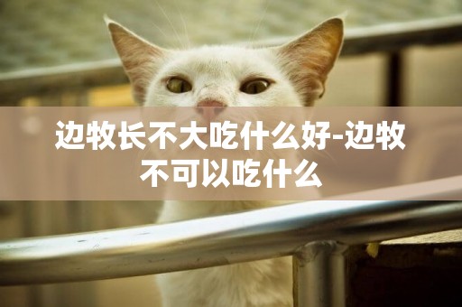 邊牧長不大吃什么好-邊牧不可以吃什么