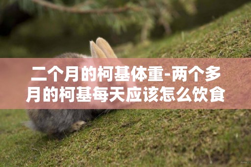 二個月的柯基體重-兩個多月的柯基每天應該怎么飲食？