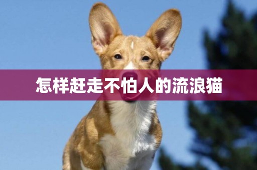 怎樣趕走不怕人的流浪貓