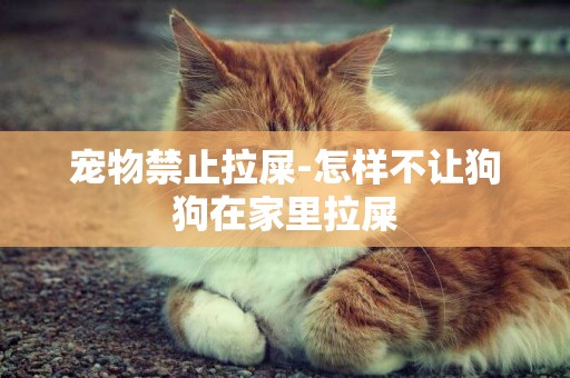 寵物禁止拉屎-怎樣不讓狗狗在家里拉屎