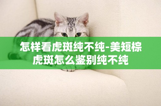 怎樣看虎斑純不純-美短棕虎斑怎么鑒別純不純