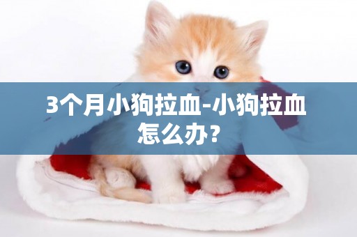 3個月小狗拉血-小狗拉血 怎么辦？