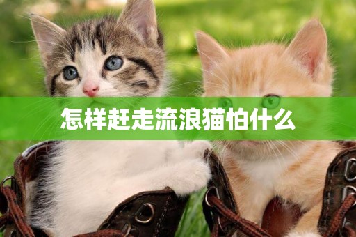 怎樣趕走流浪貓怕什么