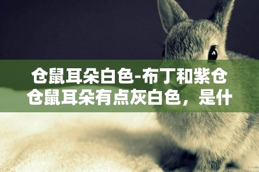 倉鼠耳朵白色-布丁和紫倉倉鼠耳朵有點灰白色，是什么情況