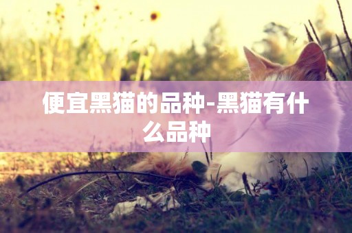 便宜黑貓的品種-黑貓有什么品種