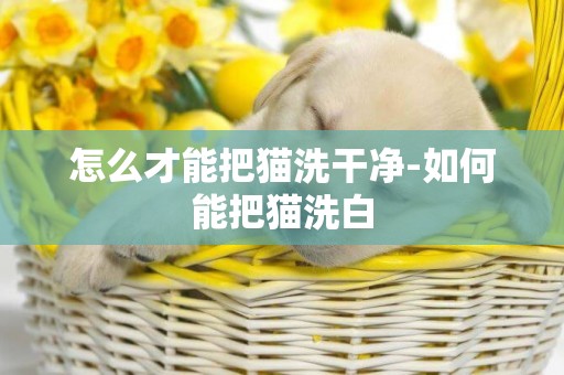 怎么才能把貓洗干凈-如何能把貓洗白