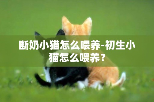 斷奶小貓怎么喂養-初生小貓怎么喂養？