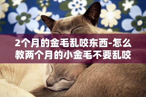2個月的金毛亂咬東西-怎么教兩個月的小金毛不要亂咬東西