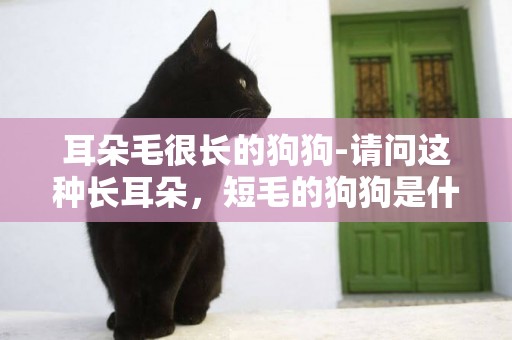 耳朵毛很長的狗狗-請問這種長耳朵，短毛的狗狗是什么品種？