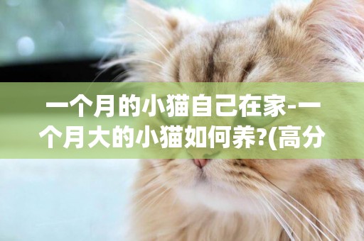 一個月的小貓自己在家-一個月大的小貓如何養?(高分)