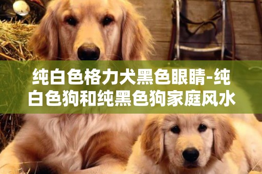 純白色格力犬黑色眼睛-純白色狗和純黑色狗家庭風水