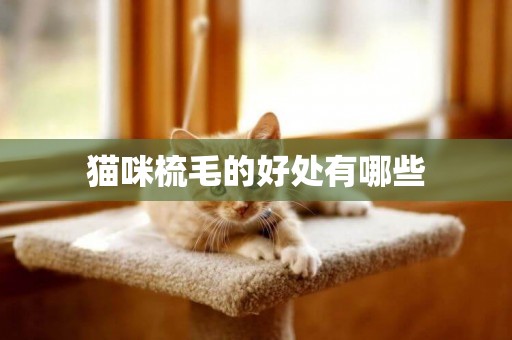 貓咪梳毛的好處有哪些