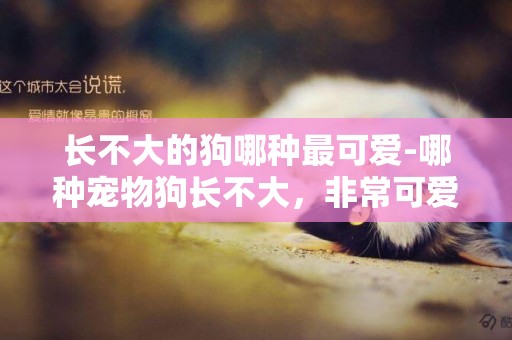 長不大的狗哪種最可愛-哪種寵物狗長不大，非常可愛？