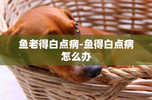 魚老得白點病-魚得白點病怎么辦