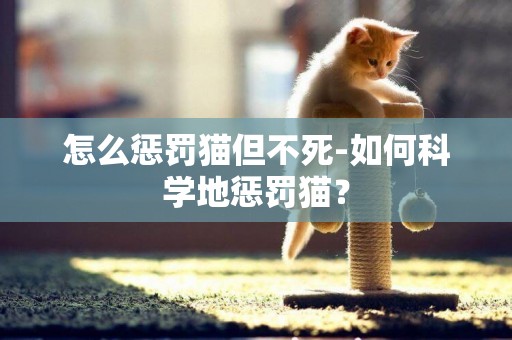 怎么懲罰貓但不死-如何科學地懲罰貓？