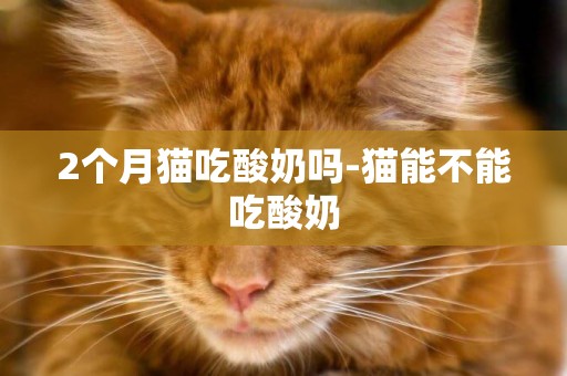 2個月貓吃酸奶嗎-貓能不能吃酸奶