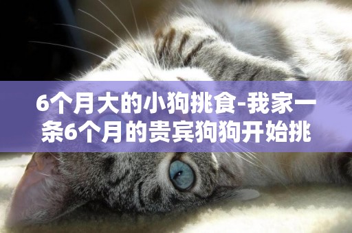 6個月大的小狗挑食-我家一條6個月的貴賓狗狗開始挑食了，，，怎么辦才好？
