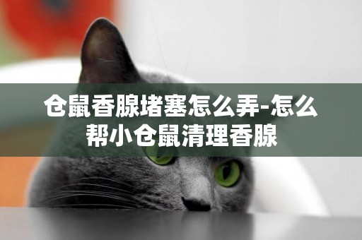 倉鼠香腺堵塞怎么弄-怎么幫小倉鼠清理香腺