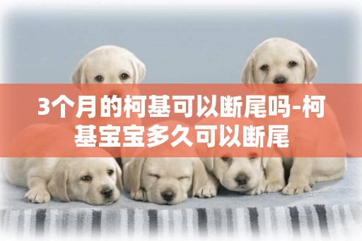 3個月的柯基可以斷尾嗎-柯基寶寶多久可以斷尾