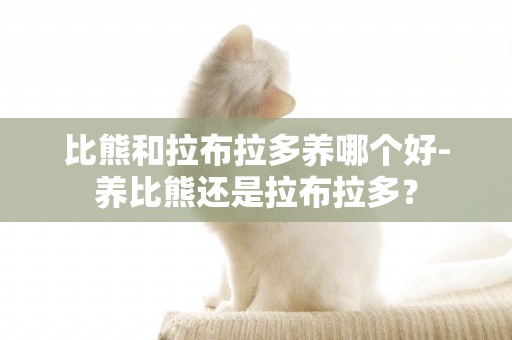 比熊和拉布拉多養哪個好-養比熊還是拉布拉多？