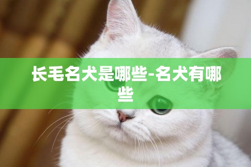 長毛名犬是哪些-名犬有哪些
