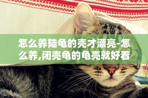 怎么養陸龜的殼才漂亮-怎么養,閉殼龜的龜殼就好看了