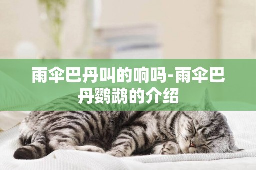 雨傘巴丹叫的響嗎-雨傘巴丹鸚鵡的介紹