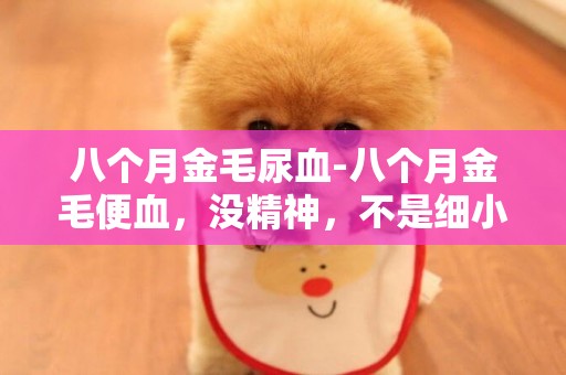 八個月金毛尿血-八個月金毛便血，沒精神，不是細小，該怎么辦？