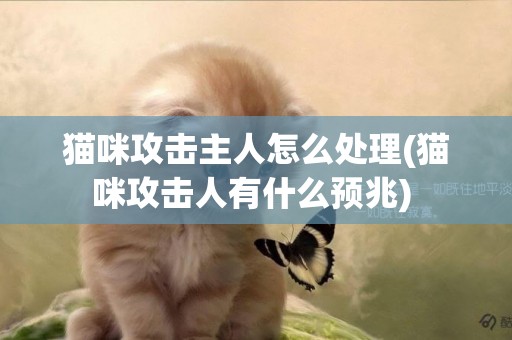 貓咪攻擊主人怎么處理(貓咪攻擊人有什么預兆) 