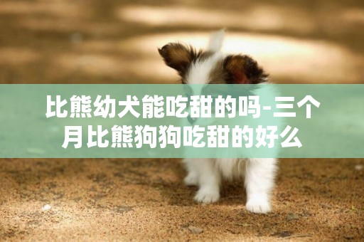 比熊幼犬能吃甜的嗎-三個月比熊狗狗吃甜的好么
